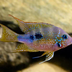 Schneller Versand Elliotts Feuermaul-Buntbarsch (Thorichthys maculipinnis / ellioti)